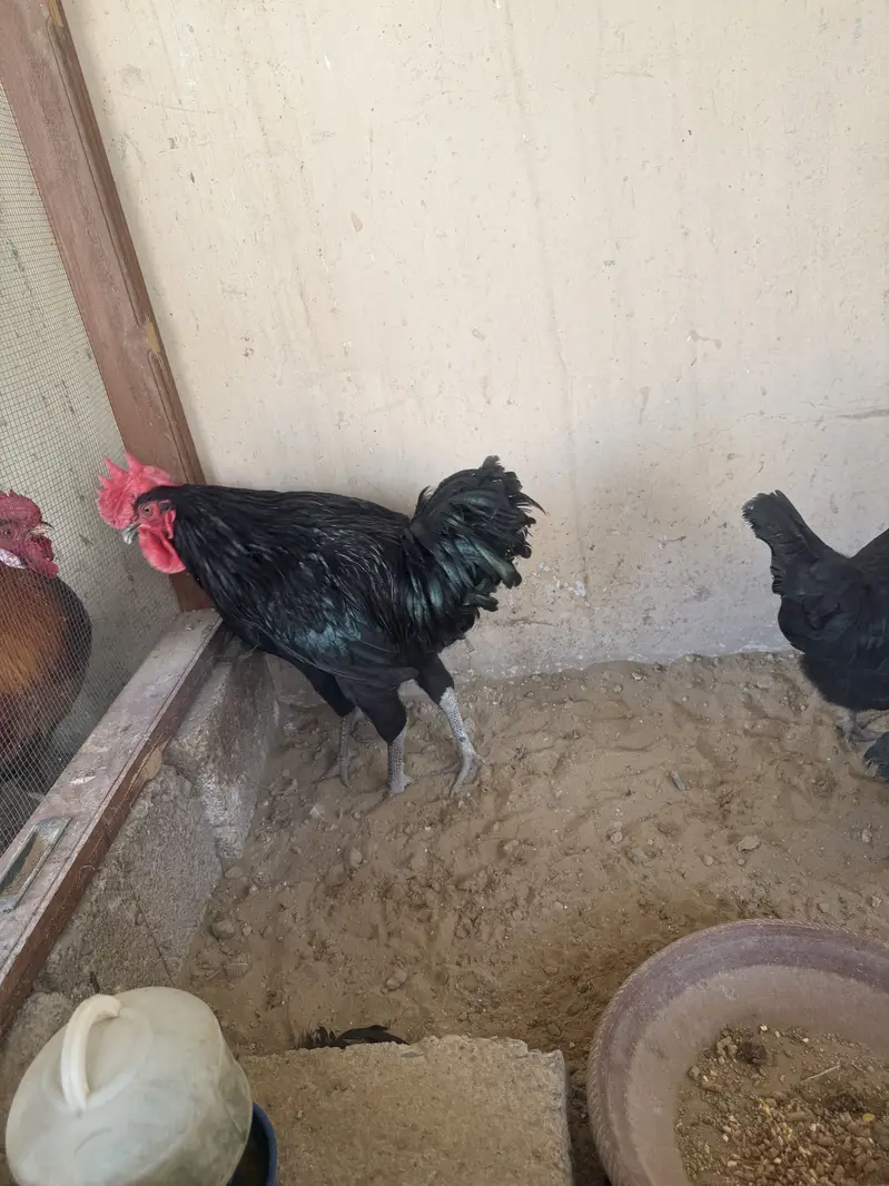 Astrolof available for sale 6 month old — photo 2