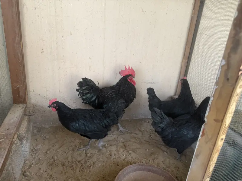 Astrolof available for sale 6 month old — photo 3