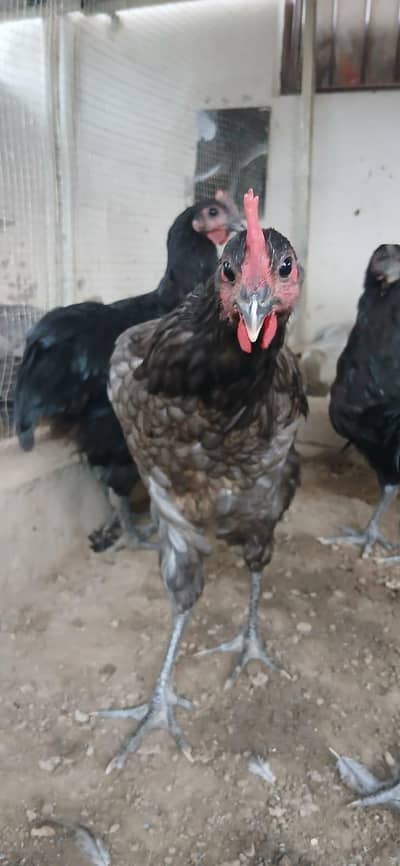 male Australop for sale