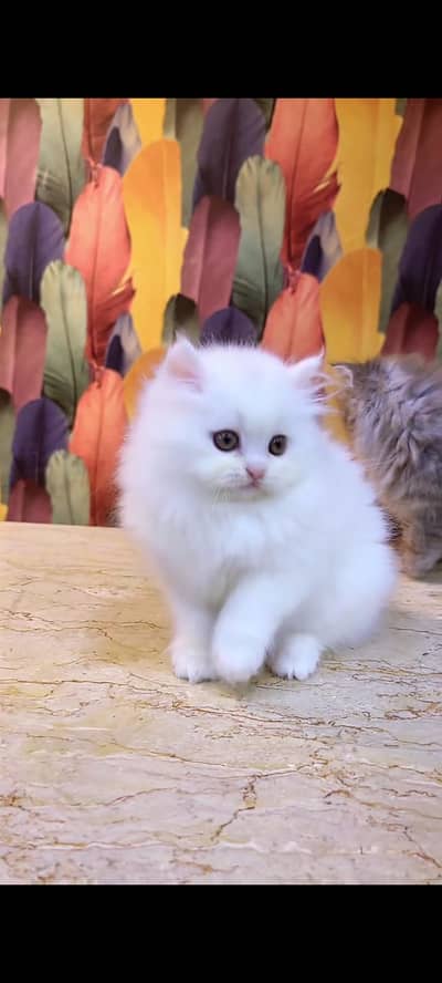 Quality Persian cat & Kittens Male & female    0323 0930380 WhatsApp