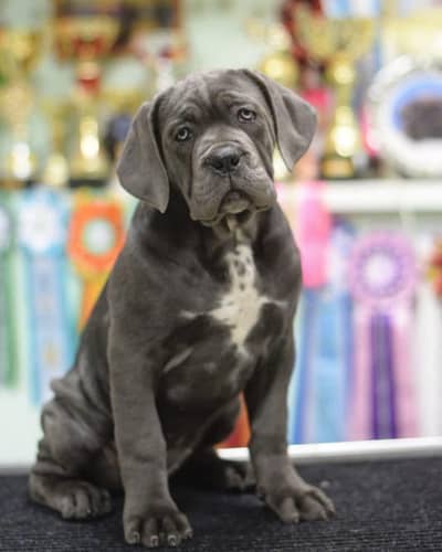 Fresh Imported Cane Corso Puppies available For sale