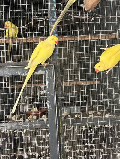 parrot for sale | handsome parrot for sale