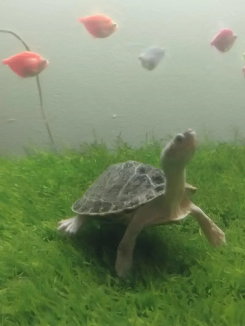 Brown Roofed Turtles — photo 3