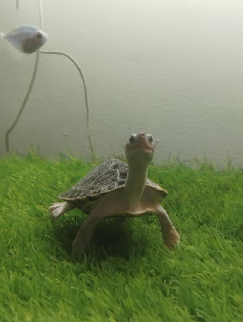 Brown Roofed Turtles 4