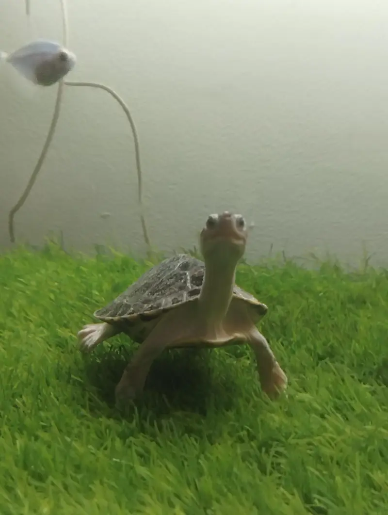 Brown Roofed Turtles — photo 5