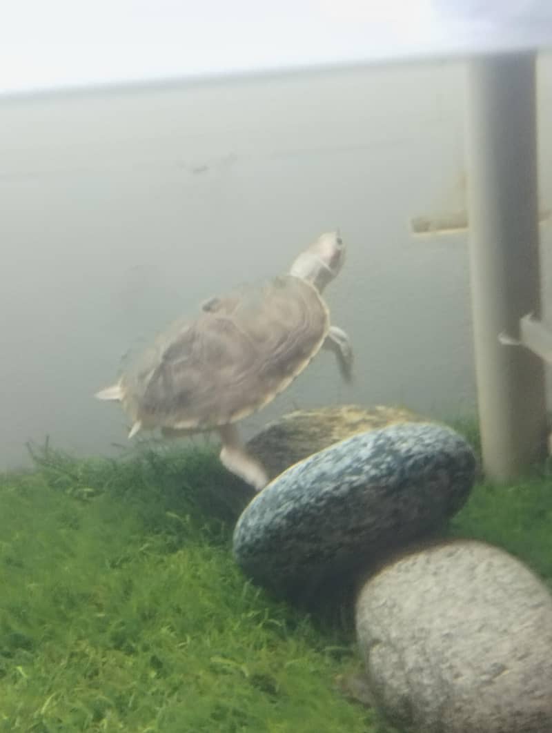 Brown Roofed Turtles 5