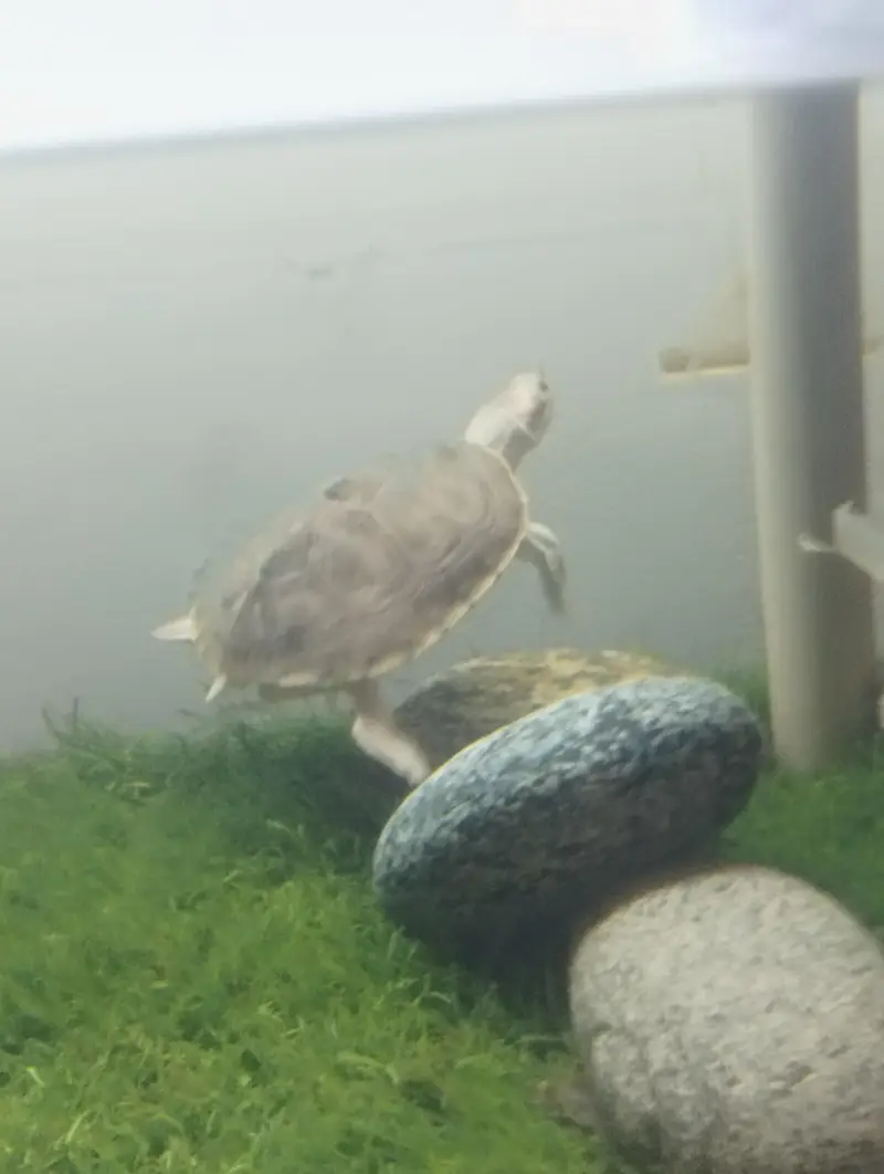 Brown Roofed Turtles — photo 6