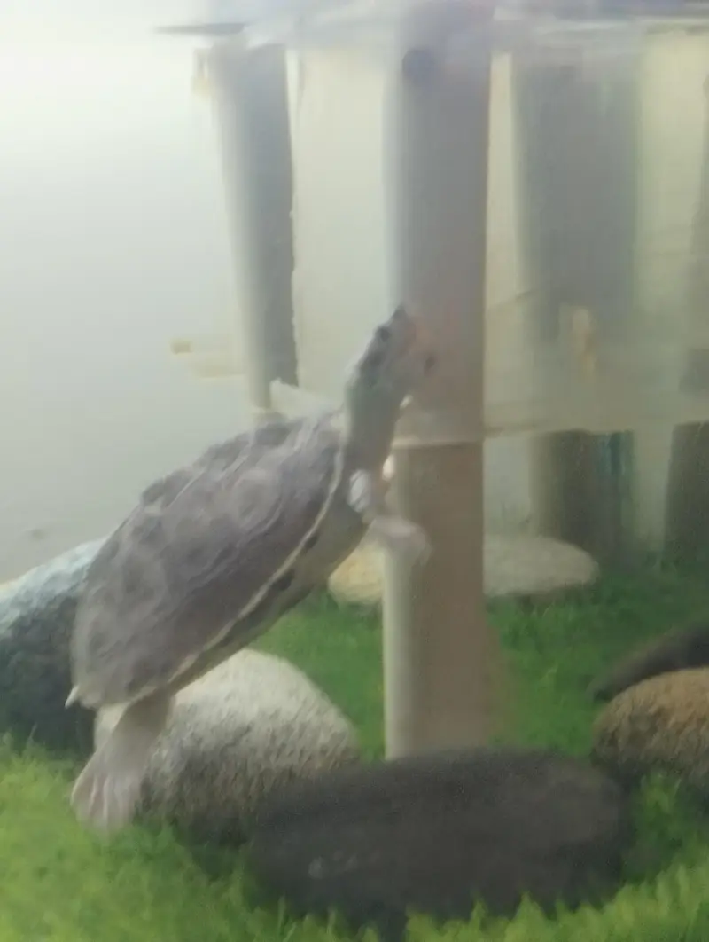 Brown Roofed Turtles — photo 7