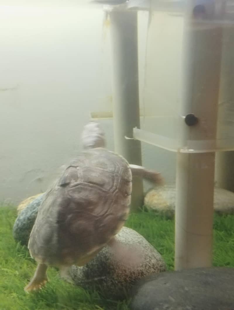 Brown Roofed Turtles 8