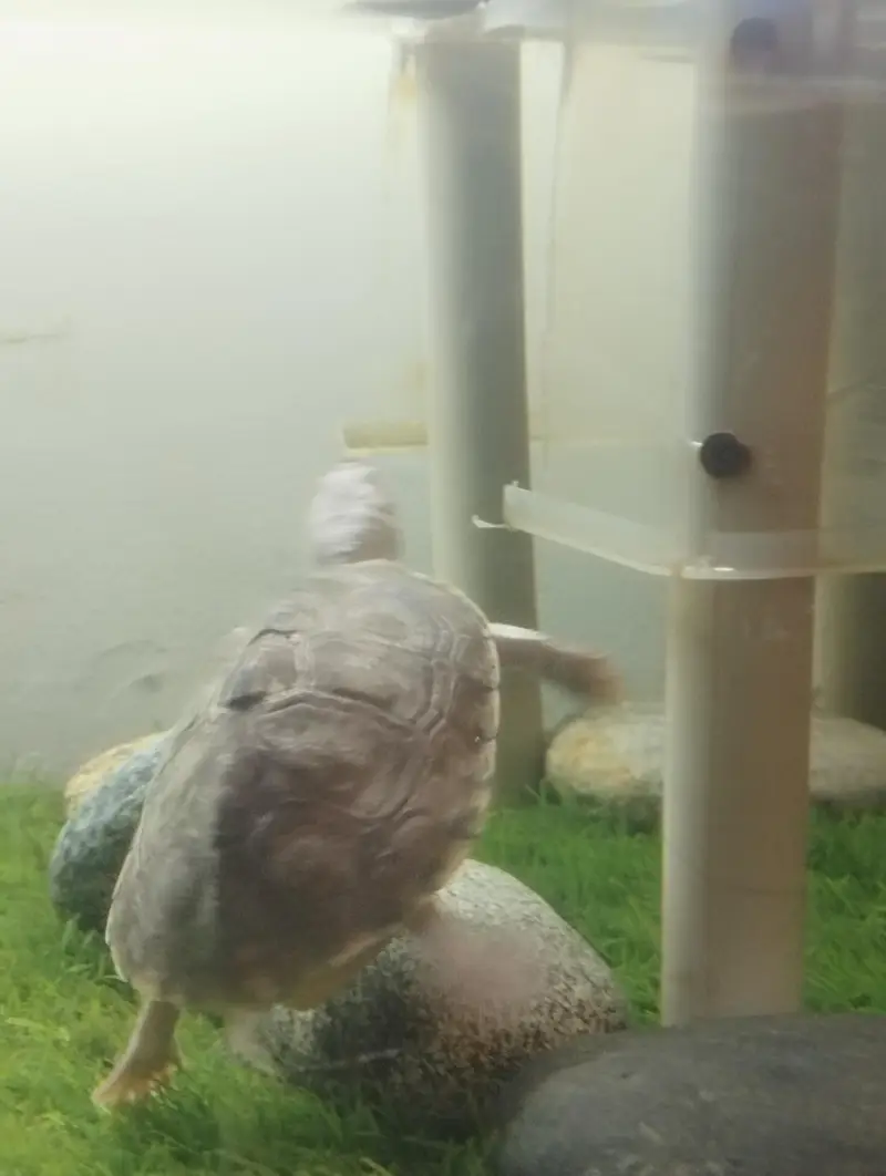 Brown Roofed Turtles — photo 9