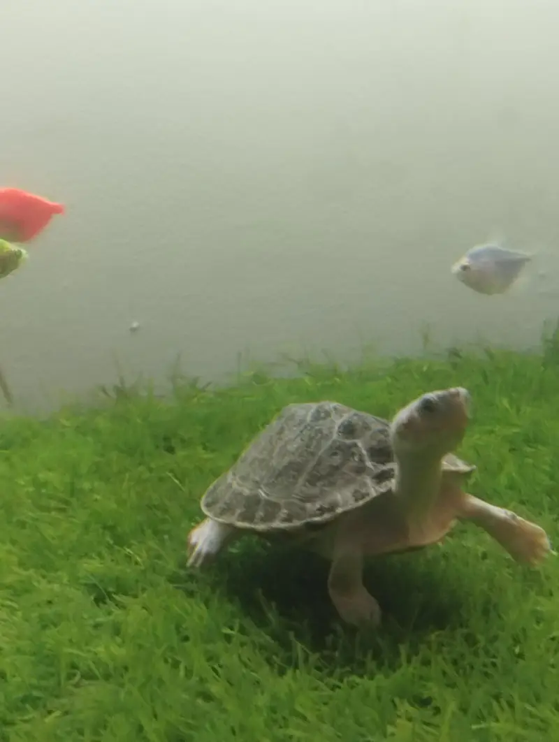 Brown Roofed Turtles — photo 10