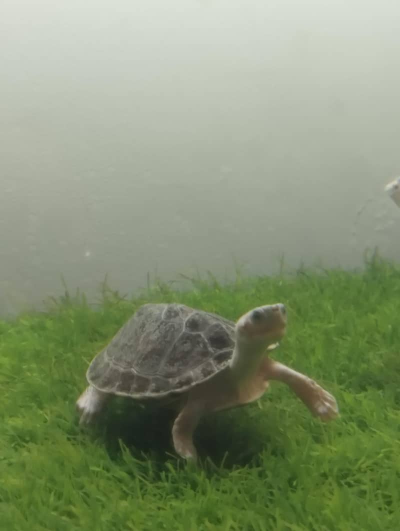 Brown Roofed Turtles 10