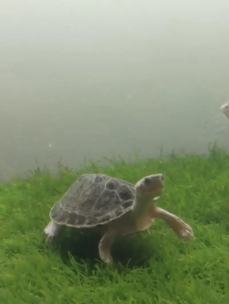 Brown Roofed Turtles — photo 11