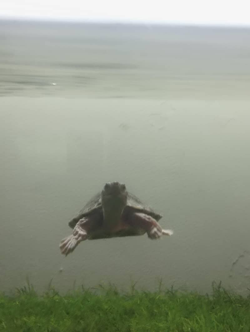 Brown Roofed Turtles 11