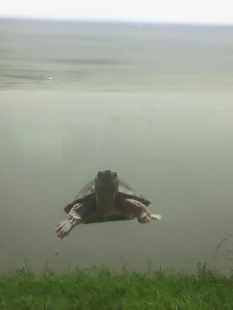Brown Roofed Turtles — photo 12