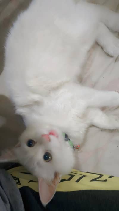 Persian kittens pair