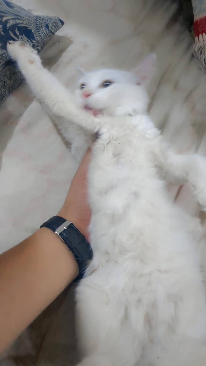 Persian kittens pair 2