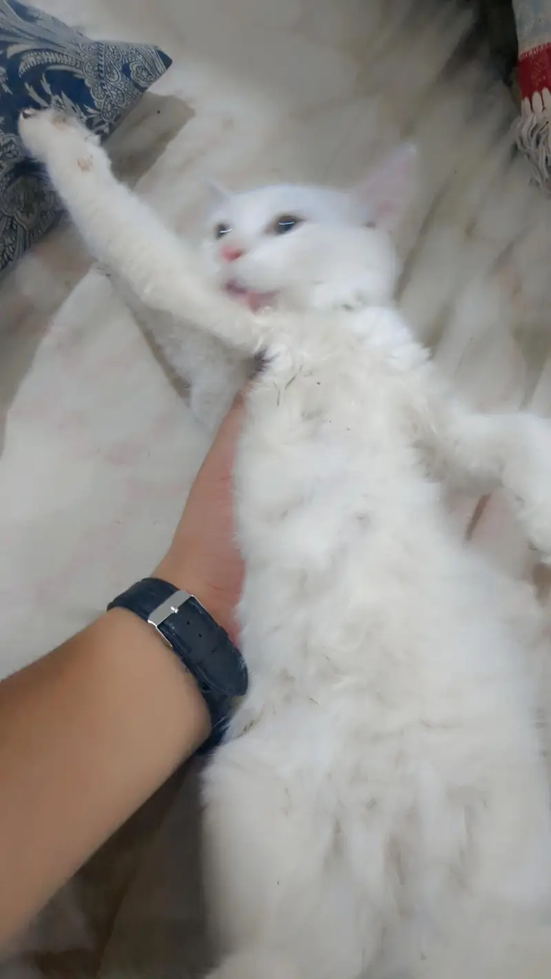 Persian kittens pair — photo 3