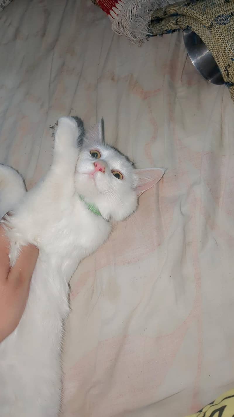 Persian kittens pair 3