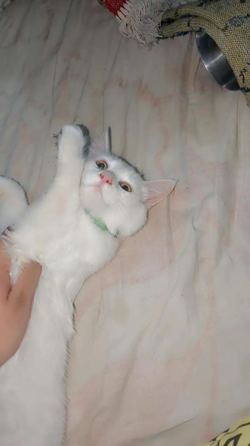 Persian kittens pair — photo 4