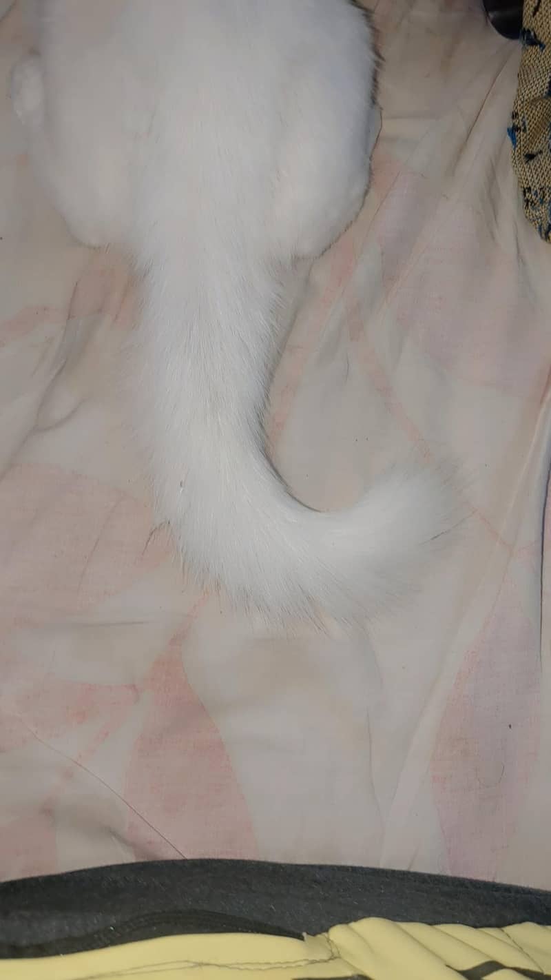 Persian kittens pair 4