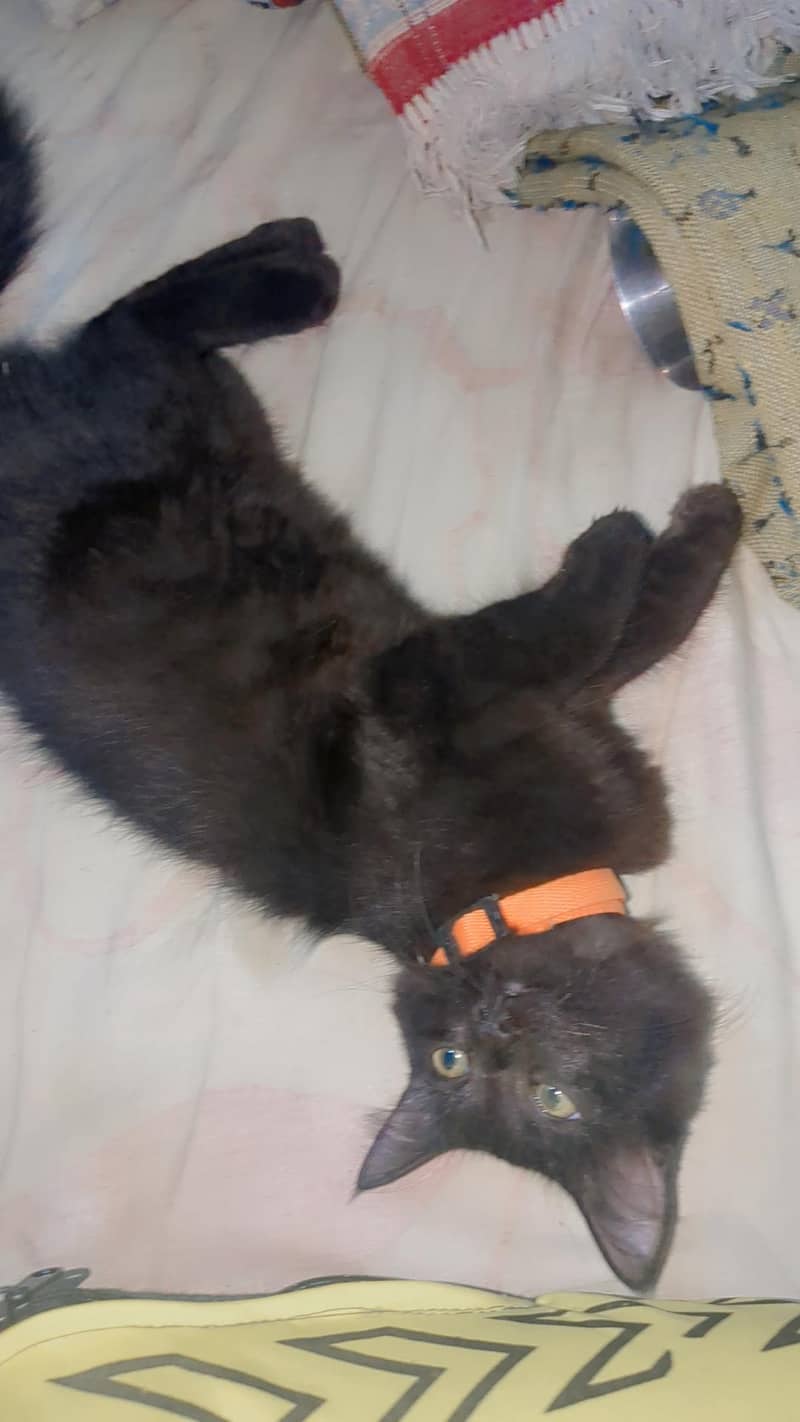 Persian kittens pair 5