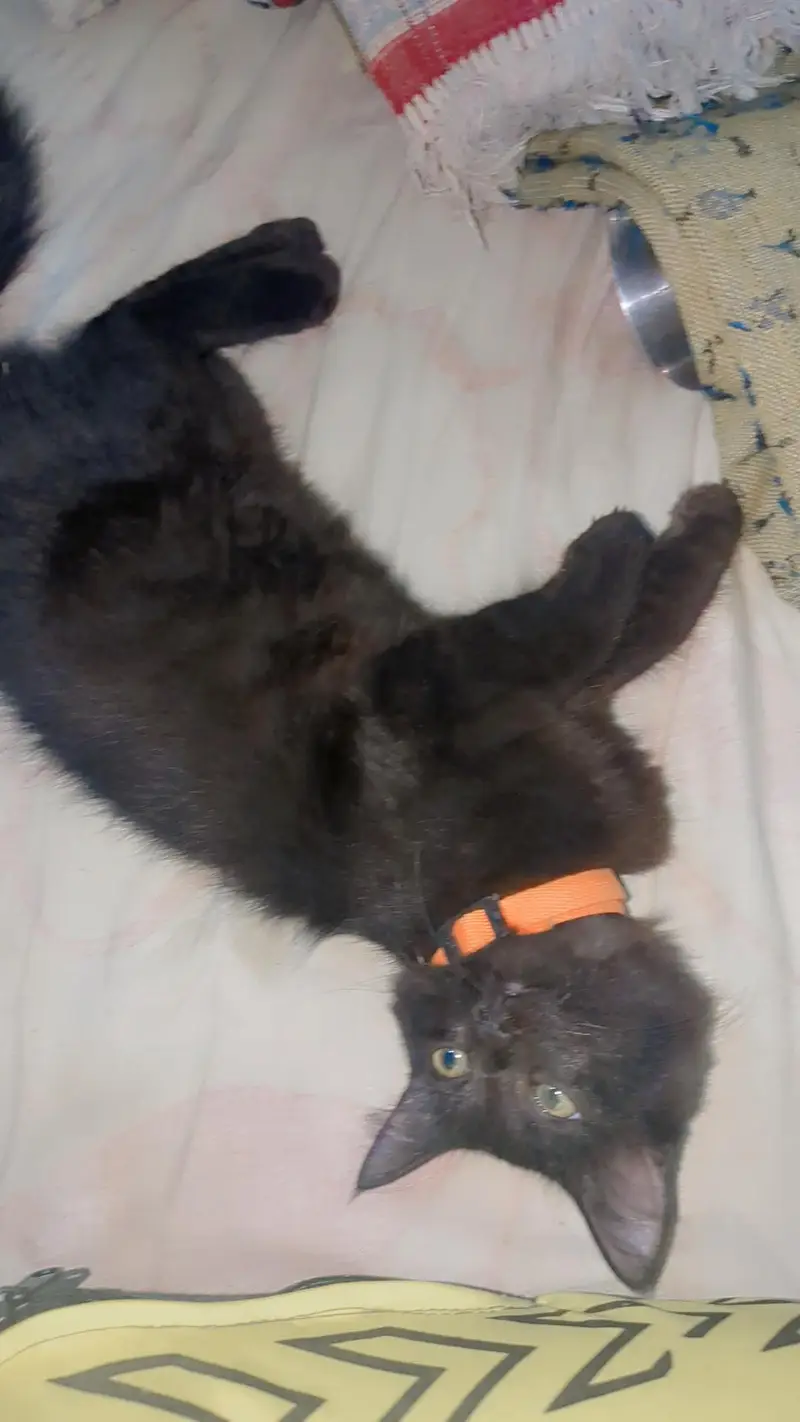Persian kittens pair — photo 6