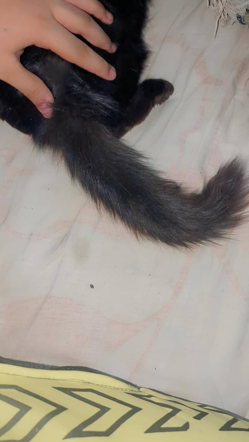 Persian kittens pair 9