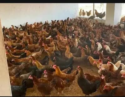 Active hens