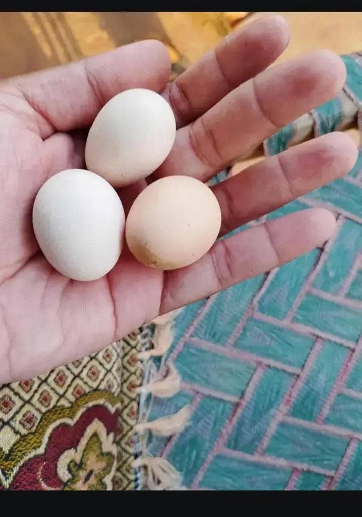 Active hens 1