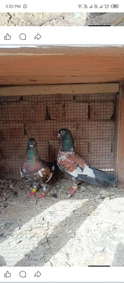guldar breeder pairs 033_018_935_73