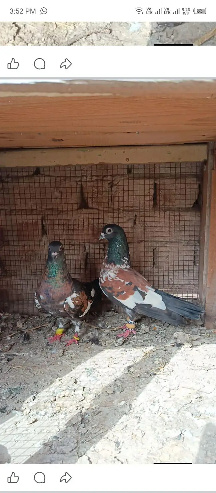 guldar breeder pairs 033_018_935_73