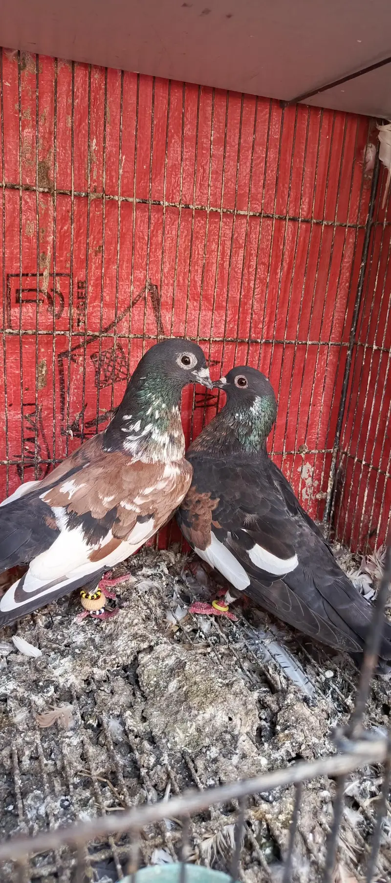 guldar breeder pairs 033_018_935_73 — photo 2