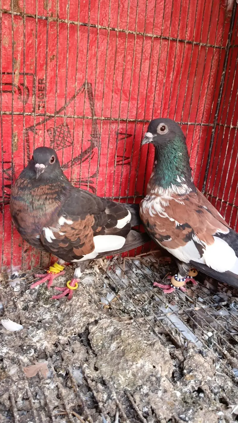 guldar breeder pairs 033_018_935_73 — photo 3