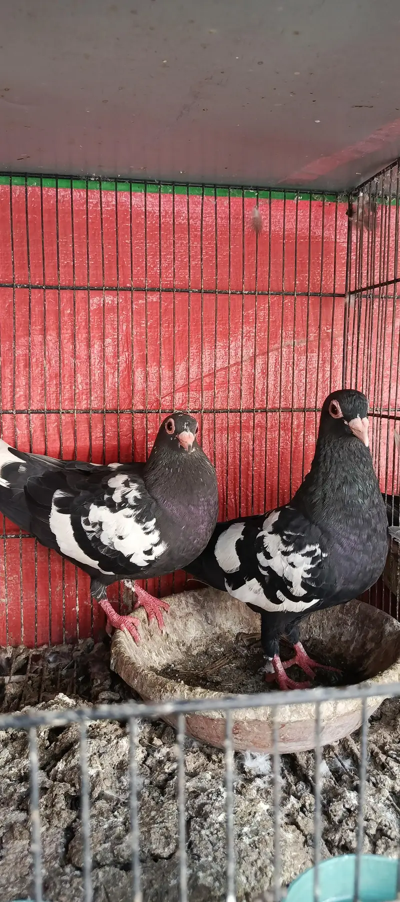 guldar breeder pairs 033_018_935_73 — photo 4