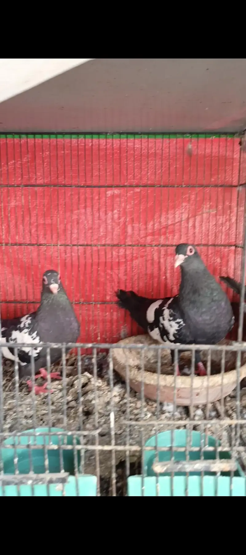 guldar breeder pairs 033_018_935_73 — photo 5