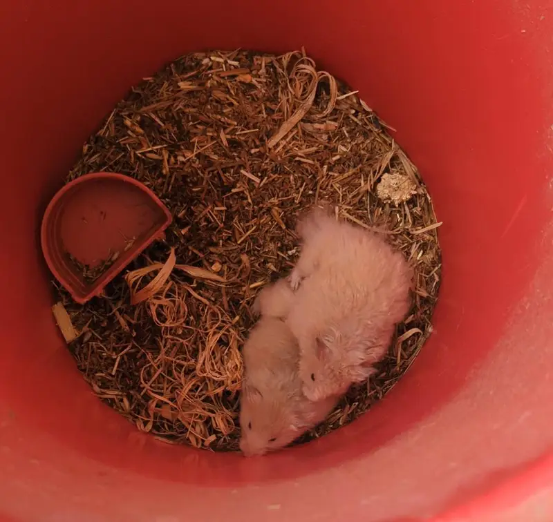 Syrian Hamster Breeder Pair for sale — photo 4