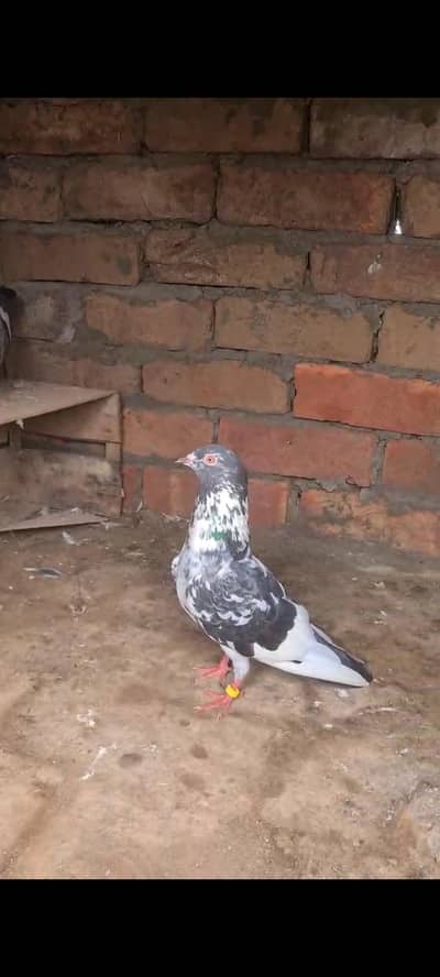 pure dubwali female breeder