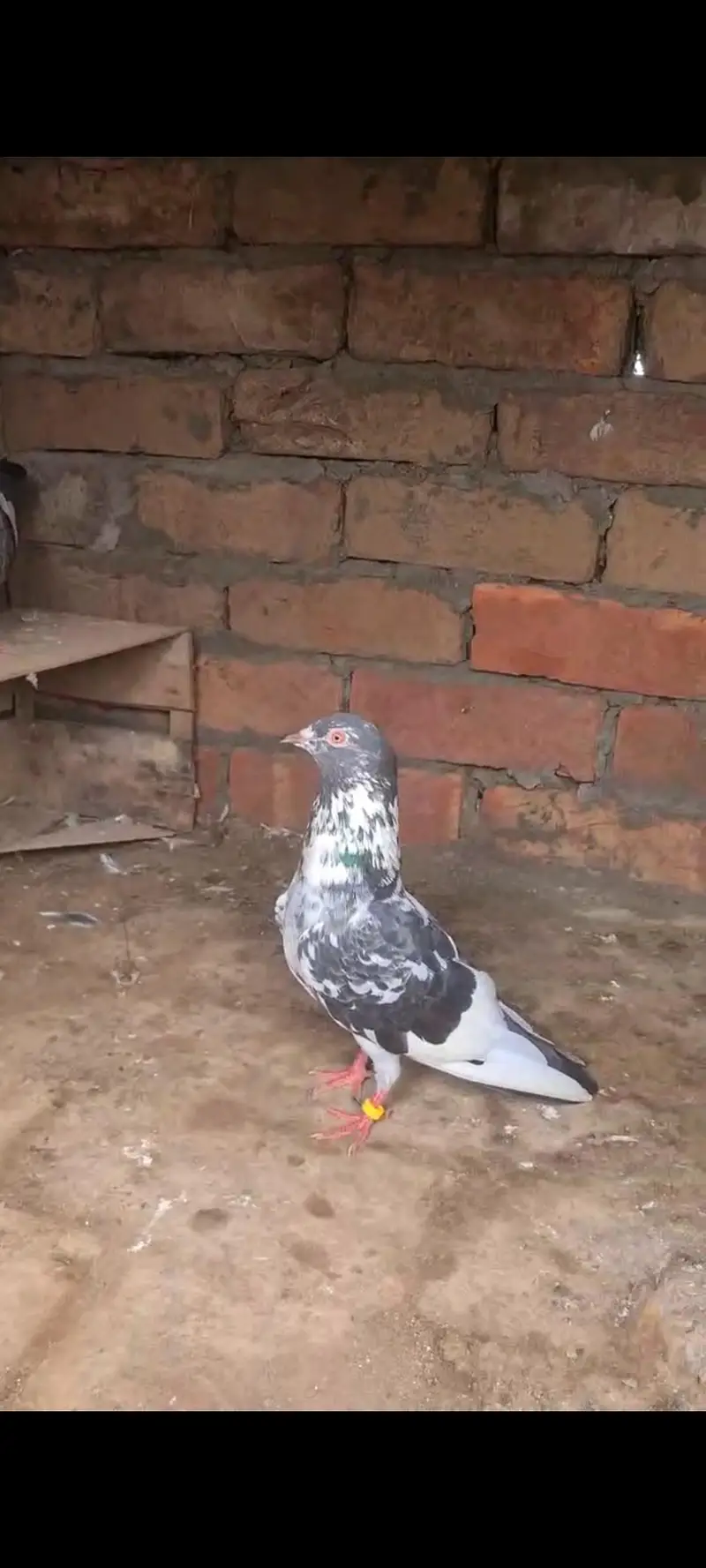 pure dubwali female breeder