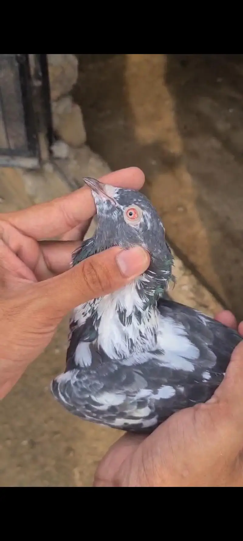 pure dubwali female breeder — photo 2