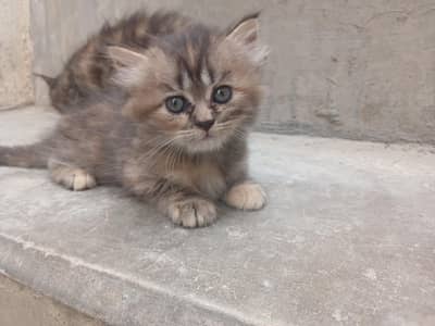 persian black colour cat babies