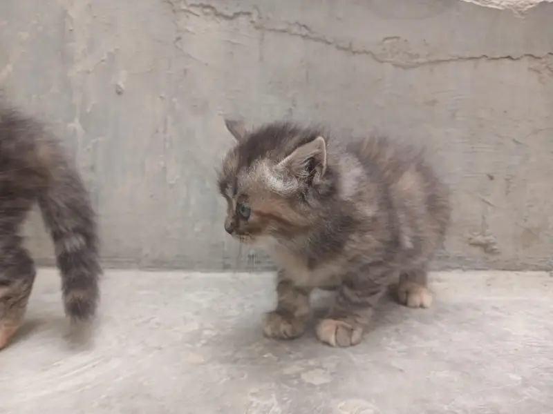 persian black colour cat babies — photo 9