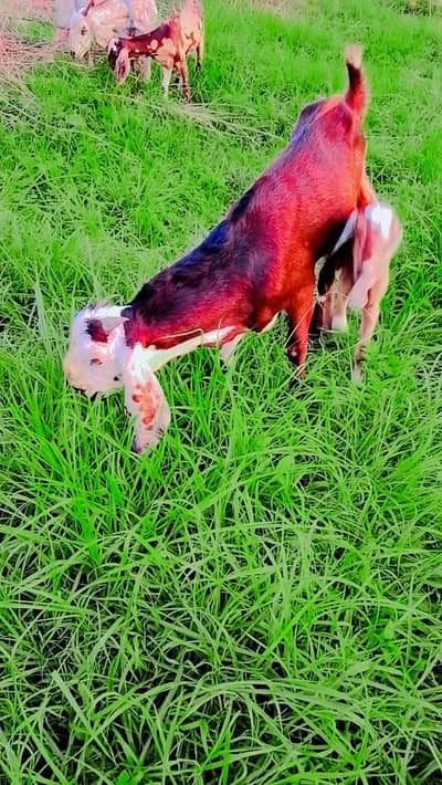beetal bakra
