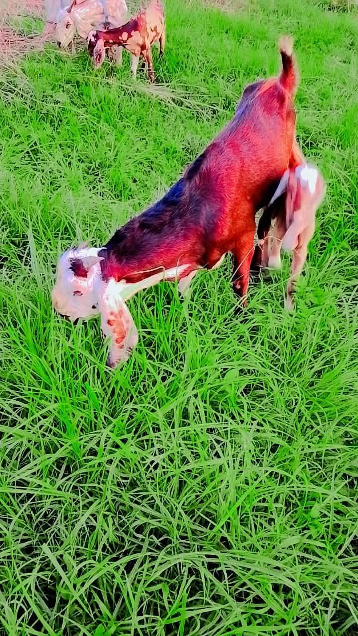 beetal bakra 0