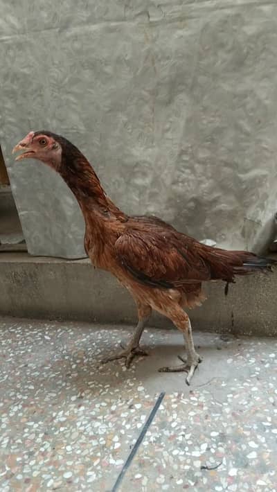 Thai aseel female