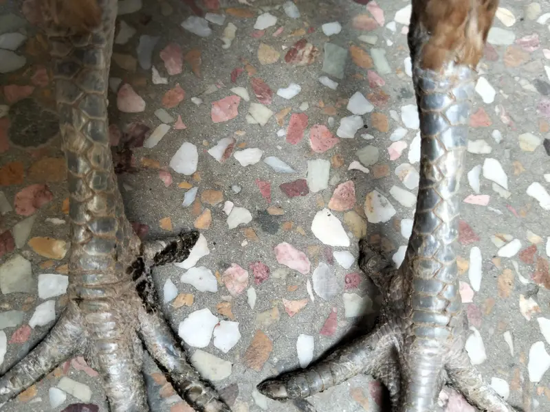 Thai aseel female — photo 3