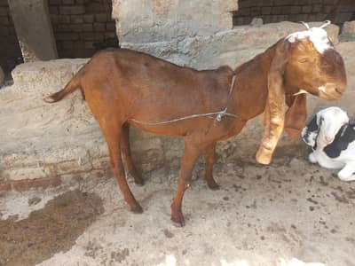 Nagri Bakra for Sale