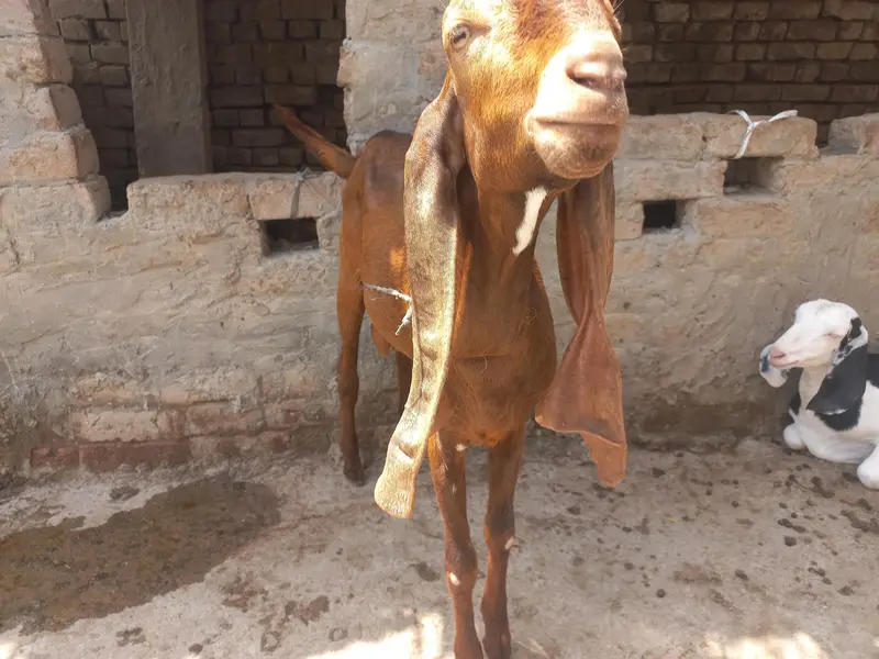 Nagri Bakra for Sale — photo 2