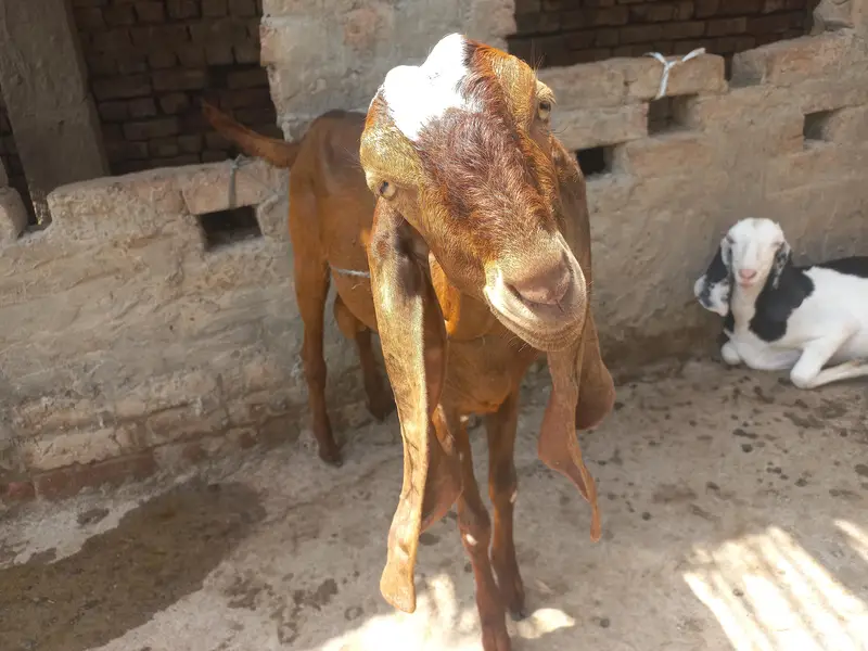 Nagri Bakra for Sale — photo 3