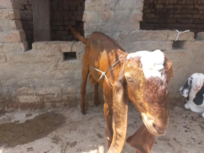 Nagri Bakra for Sale — photo 4
